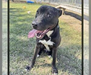 Mutt Dogs for adoption in Conroe, TX, USA