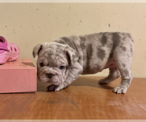 Medium Photo #12 French Bulldog Puppy For Sale in PITTSBURGH, PA, USA
