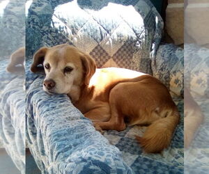 Sammy-his BFF is roomy - Male Beagle Dog for Adoption - Photo #9