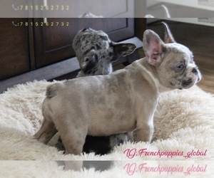 French Bulldog Puppy for sale in SALEM, OR, USA