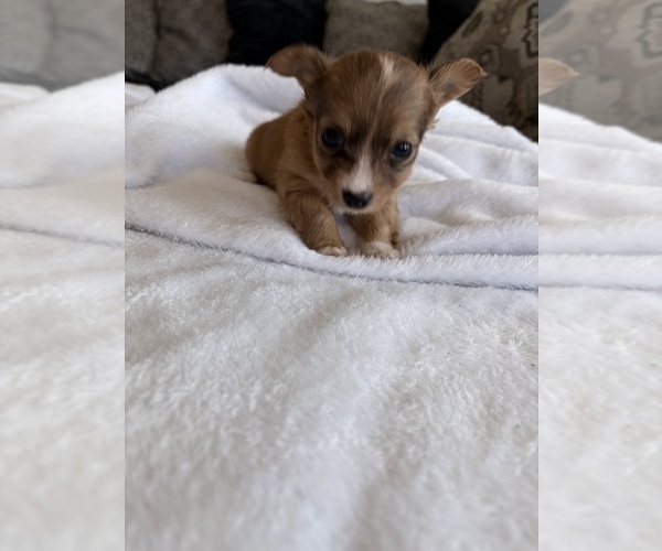 Medium Photo #43 Chihuahua Puppy For Sale in SAN ANTONIO, TX, USA