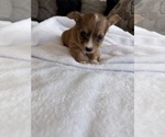 Small Photo #43 Chihuahua Puppy For Sale in SAN ANTONIO, TX, USA