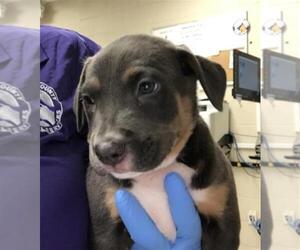 Mastiff-Unknown Mix Dogs for adoption in Conroe, TX, USA