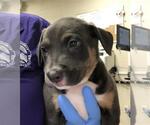 Small Mastiff Mix