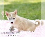 Small #3 Pomsky