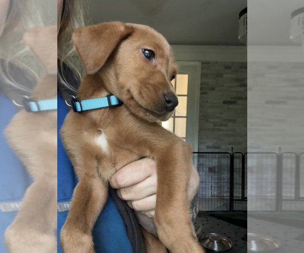 Medium Photo #2 Labrador Retriever Puppy For Sale in ELKTON, MD, USA