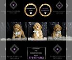 Small #3 Goldendoodle (Miniature)