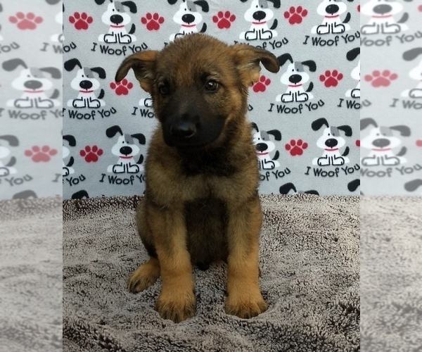 Medium Photo #4 German Shepherd Dog Puppy For Sale in AVA, MO, USA