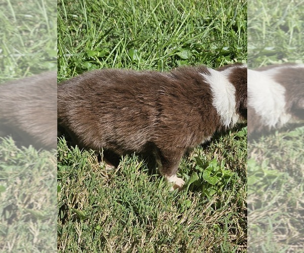 Medium Photo #4 Australian Shepherd Puppy For Sale in NELSON, VA, USA