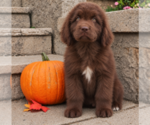 Puppy Puppy 4 Newfoundland
