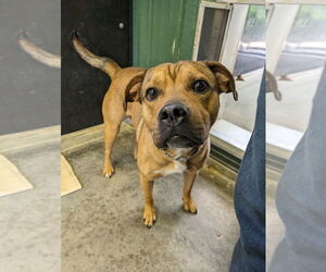 American Pit Bull Terrier-Unknown Mix Dogs for adoption in Osgood, IN, USA