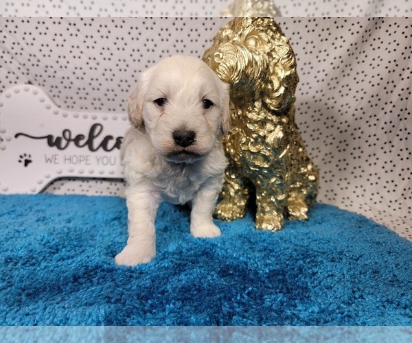 Medium Photo #10 Goldendoodle mix (+ Poodle Toy) Puppy For Sale in BLACK FOREST, CO, USA