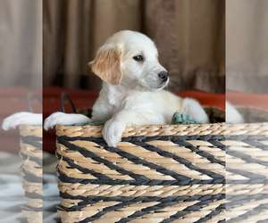 English Cream Golden Retriever Puppy for sale in CERES, CA, USA
