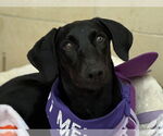 Small Photo #9 Labrador Retriever-Unknown Mix Puppy For Sale in Fort Worth, TX, USA