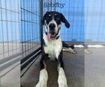 Small Great Dane