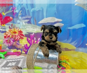 Yorkshire Terrier Puppy for sale in CASSVILLE, MO, USA