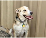 Small #1 Labrador Retriever Mix