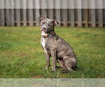 Small American Pit Bull Terrier