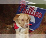 Small #6 Labrador Retriever Mix