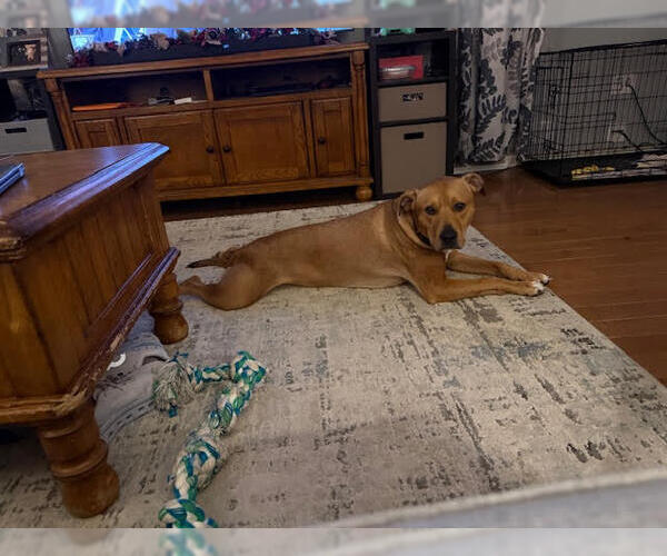 Medium Photo #1 Labrador Retriever-Unknown Mix Puppy For Sale in Mechanicsburg, PA, USA