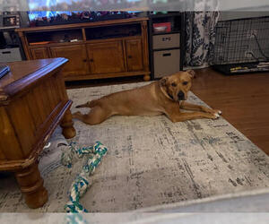 Labrador Retriever-Unknown Mix Dogs for adoption in Mechanicsburg, PA, USA