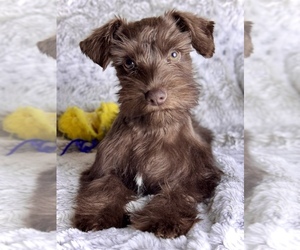 Schnauzer (Miniature) Puppy for sale in COLORADO SPRINGS, CO, USA