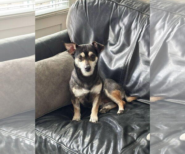 Medium Photo #2 Chihuahua-Unknown Mix Puppy For Sale in Arlington, VA, USA