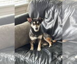Small #1 Chihuahua Mix