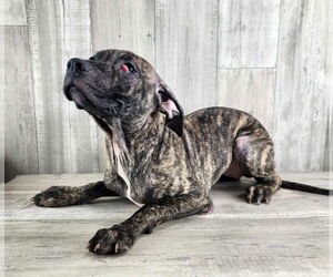 Catahoula Leopard Dog-Plott Hound Mix Dogs for adoption in columbia, SC, USA