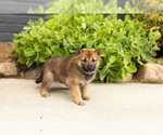 Puppy Brent Shiba Inu