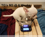 Puppy Male 2 Chihuahua