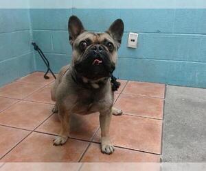 French Bulldog Dogs for adoption in Downey, CA, USA