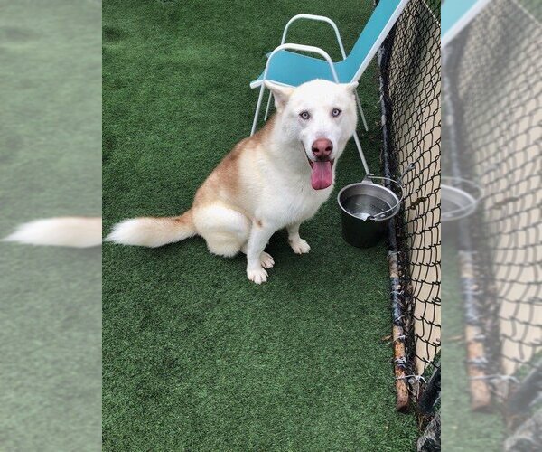 Medium Photo #4 Huskies -Siberian Husky Mix Puppy For Sale in Dana Point, CA, USA