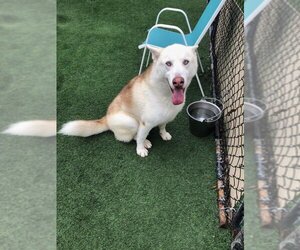 Horchata - Male Huskies -Siberian Husky Mix Dog for Adoption - Photo #4