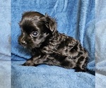 Small Photo #14 Morkie Puppy For Sale in HOLLAND, MI, USA