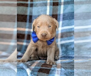 Labrador Retriever Puppy for sale in KINZERS, PA, USA
