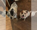 Small #1 Mutt