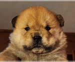 Puppy 3 Chow Chow
