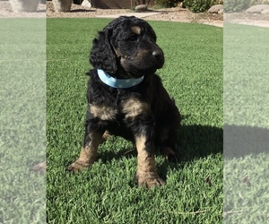 Labradoodle Puppy for sale in CHANDLER, AZ, USA