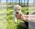 Small Photo #45 Golden Retriever Puppy For Sale in CONCORD, VA, USA