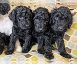 Small Photo #9 Goldendoodle Puppy For Sale in PIEDMONT, SC, USA