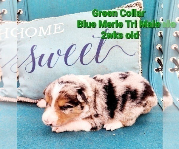 Medium Photo #2 Border Collie Puppy For Sale in ELMENDORF, TX, USA