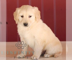 Golden Retriever Puppy for sale in MANHEIM, PA, USA