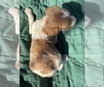 Small #1 Brittany