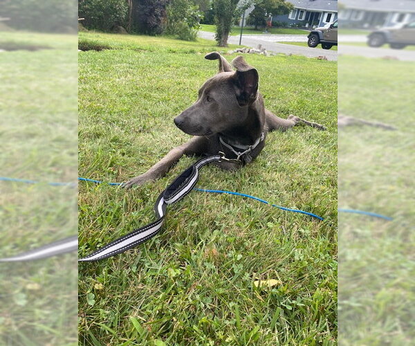 Medium Photo #2 Carolina Dog-Unknown Mix Puppy For Sale in Oakhurst, NJ, USA