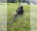 Small Photo #2 Carolina Dog-Unknown Mix Puppy For Sale in Oakhurst, NJ, USA