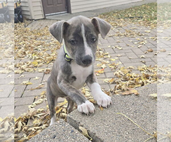 Medium Photo #8 Mutt Puppy For Sale in Fargo, ND, USA