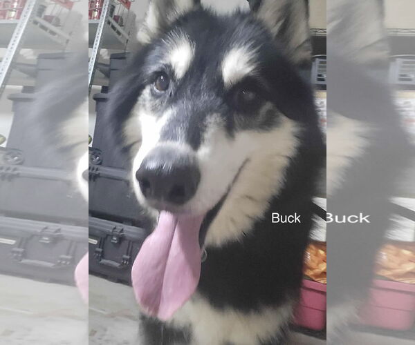 Medium Photo #1 Siberian Husky Puppy For Sale in Cedar Crest, NM, USA