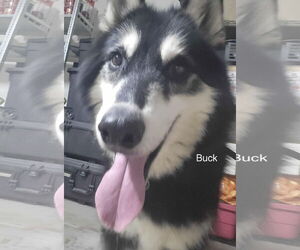 Siberian Husky Dogs for adoption in Cedar Crest, NM, USA