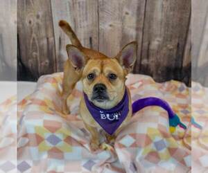 Wanda - Female Bulldog-Unknown Mix Dog for Adoption - Photo #2